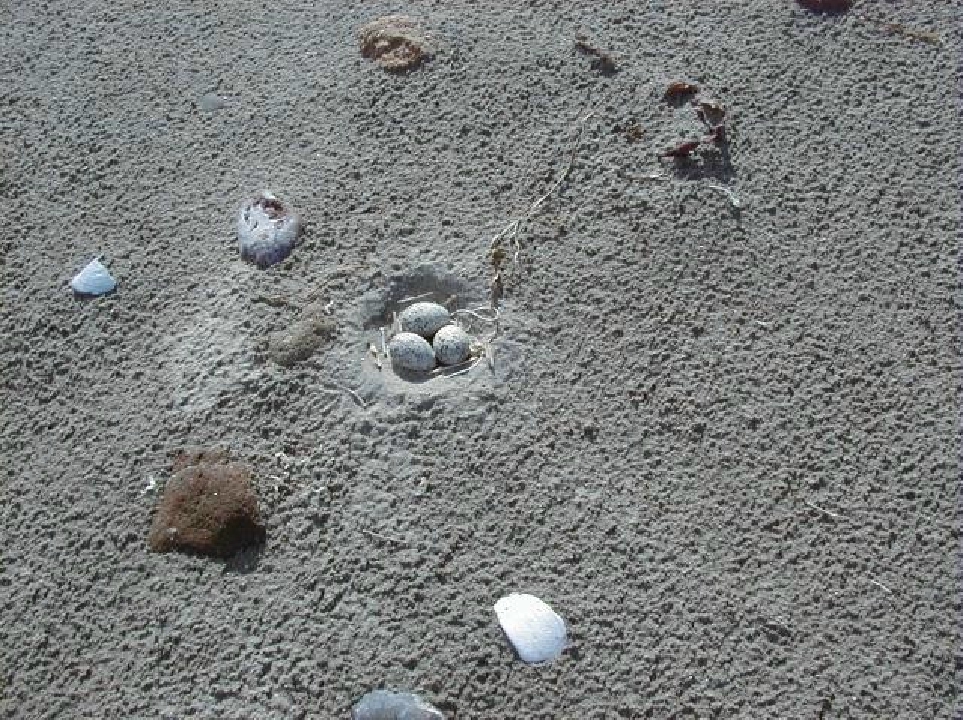 Snowy Plover Nest Snowy Plover Nest